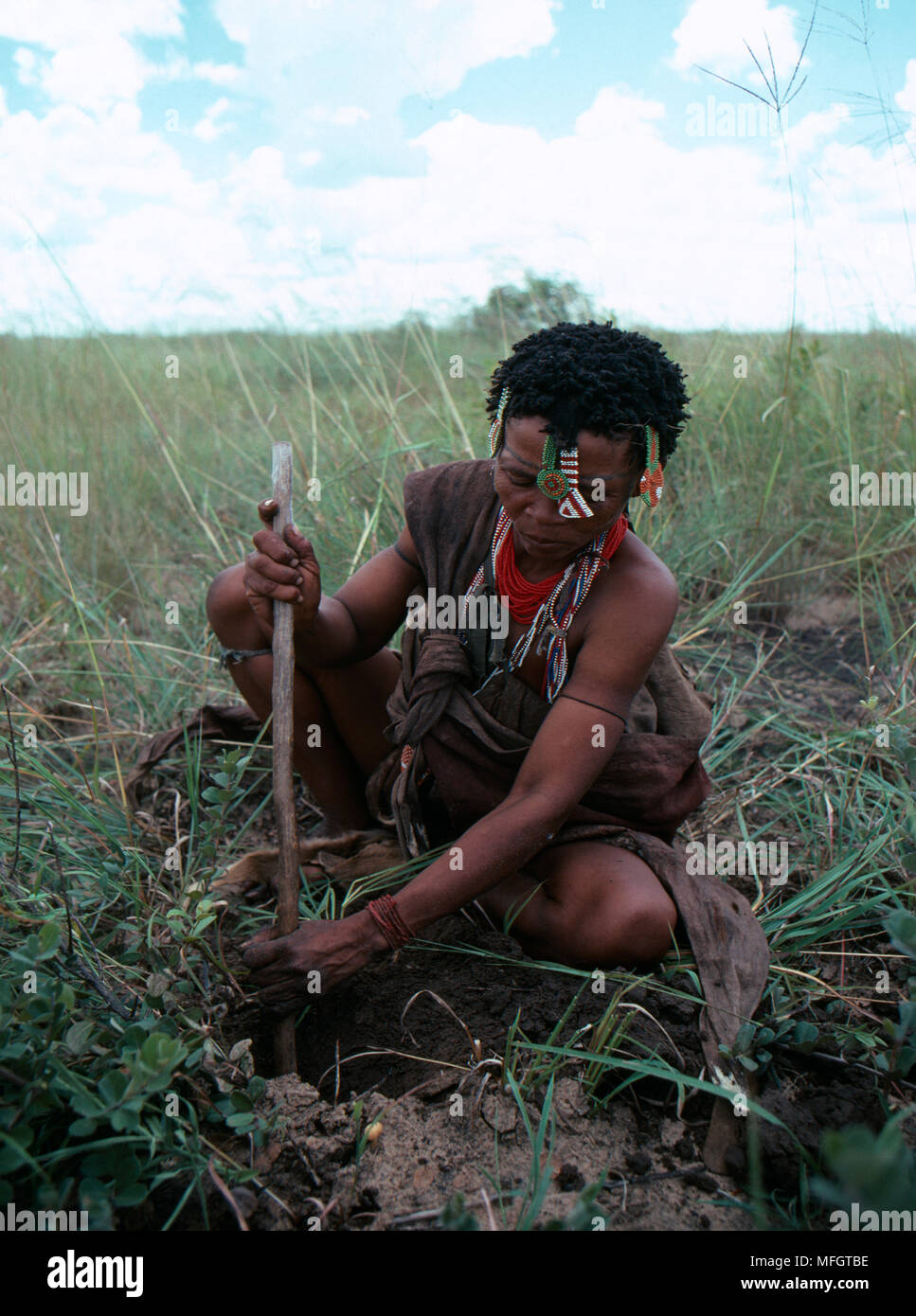 KUNG BUSHMAN WOMAN  digging for roots with stick  Kalahari, southern Africa Stock Photo