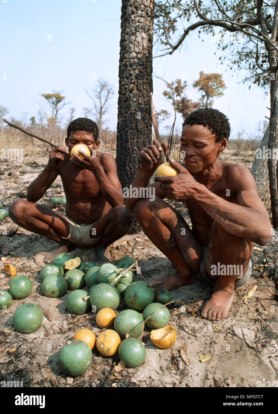 Kalahari bushmen food hires stock photography and images Alamy