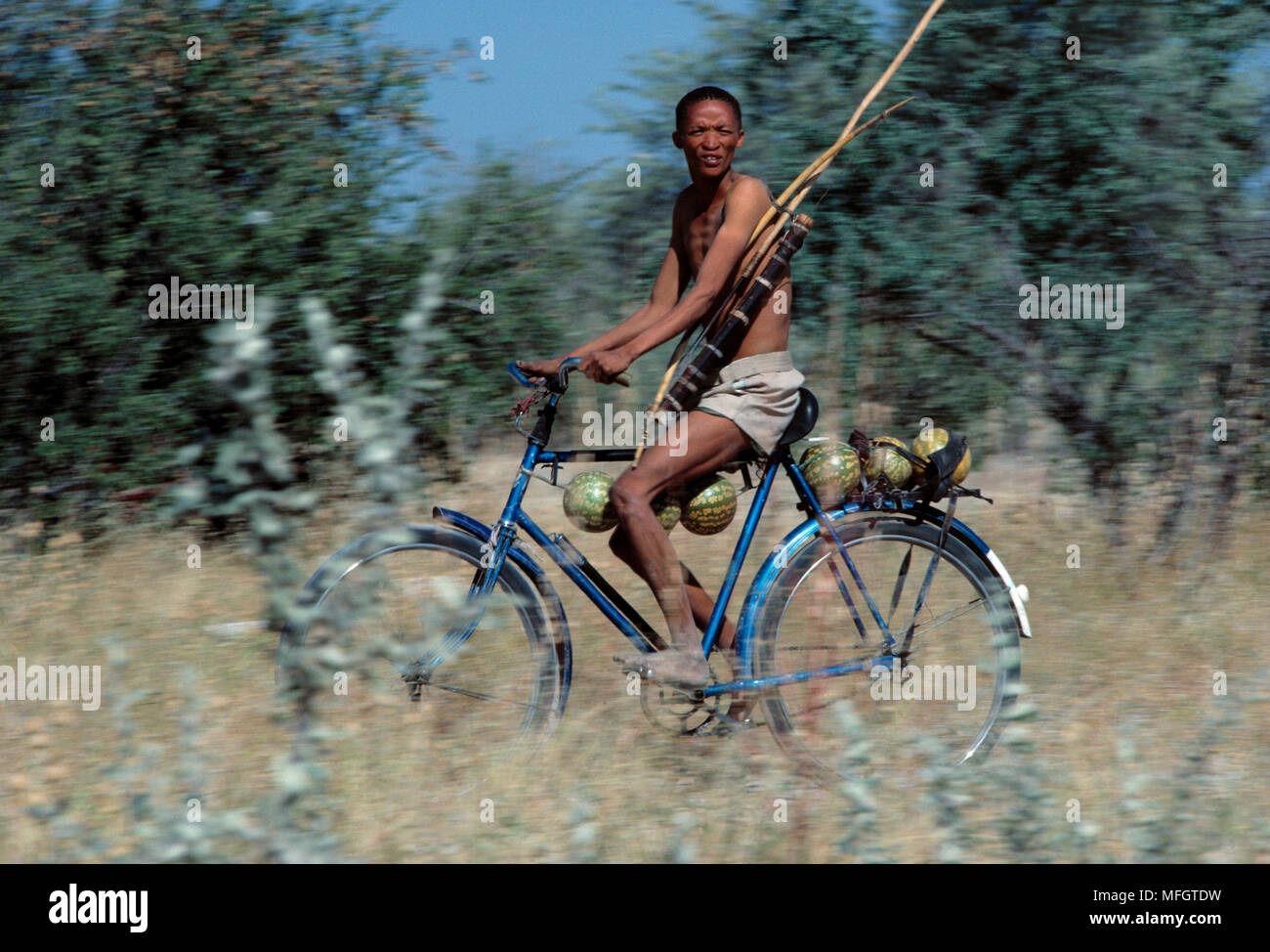 BUSHMAN HUNTER on bicycle  with bow & arrows  (cycles long distances  in search of quarry) Stock Photo