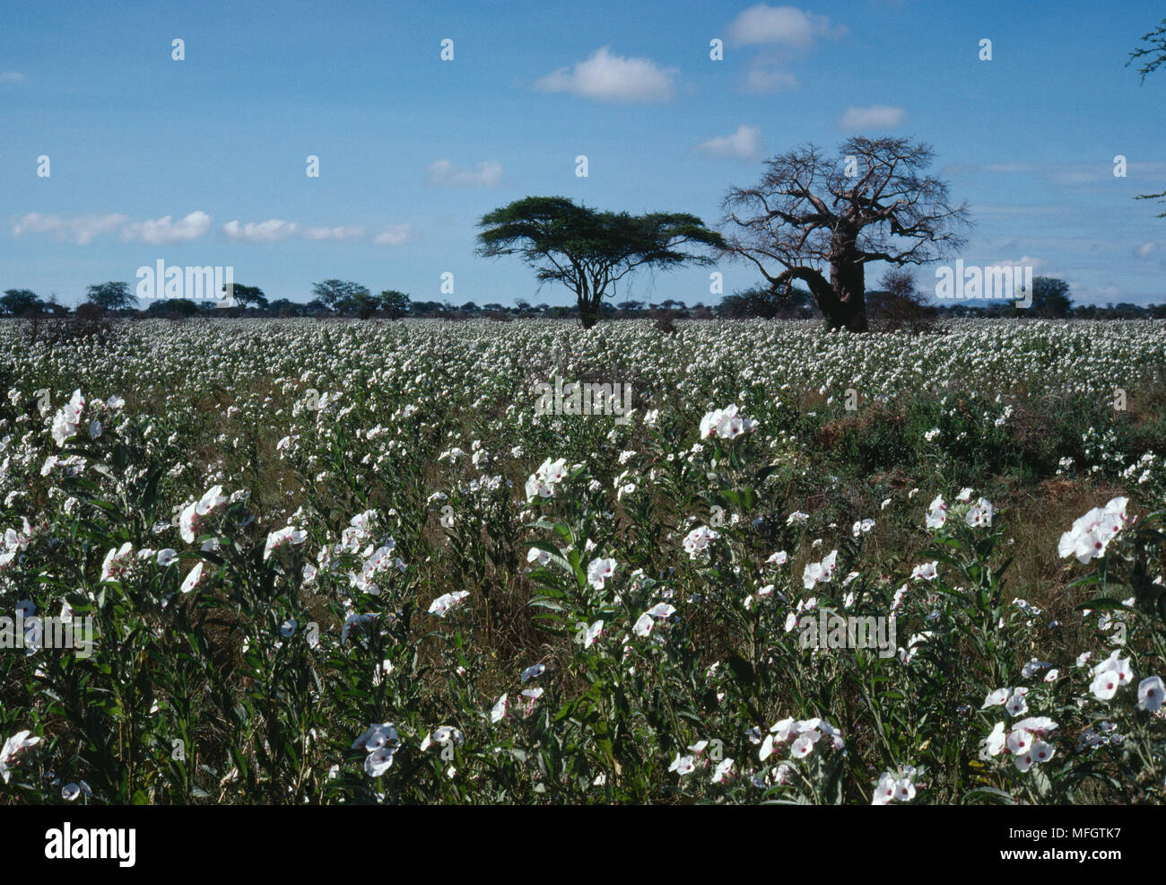 BAOBAB SAVANNA in wet season with Morning Glory in flower Ipomoea sp