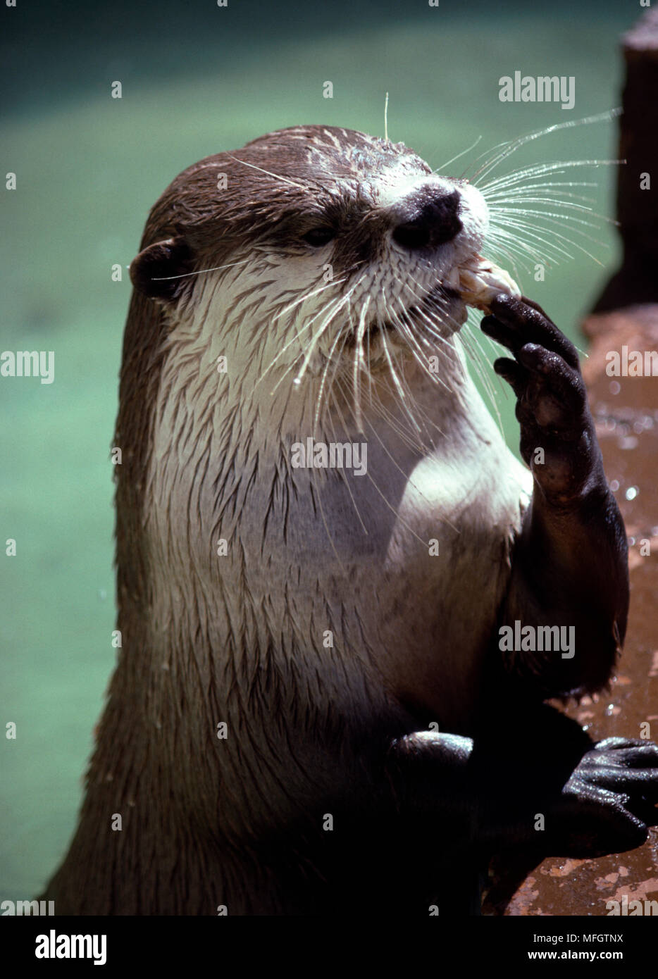 CAPE CLAWLESS OTTER eating fish  Aonyx capensis  using hands. Tsitsikama  Coastal  National Park, South Africa. Stock Photo