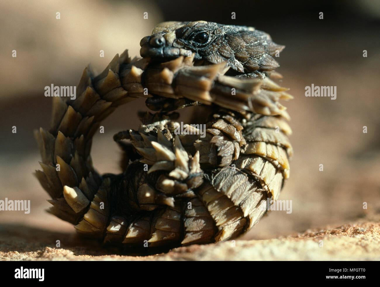 ARMADILLO LIZARD   Cordylus cataphractus grasping its tail to present ring of spines for defence. Republic of South Africa Stock Photo