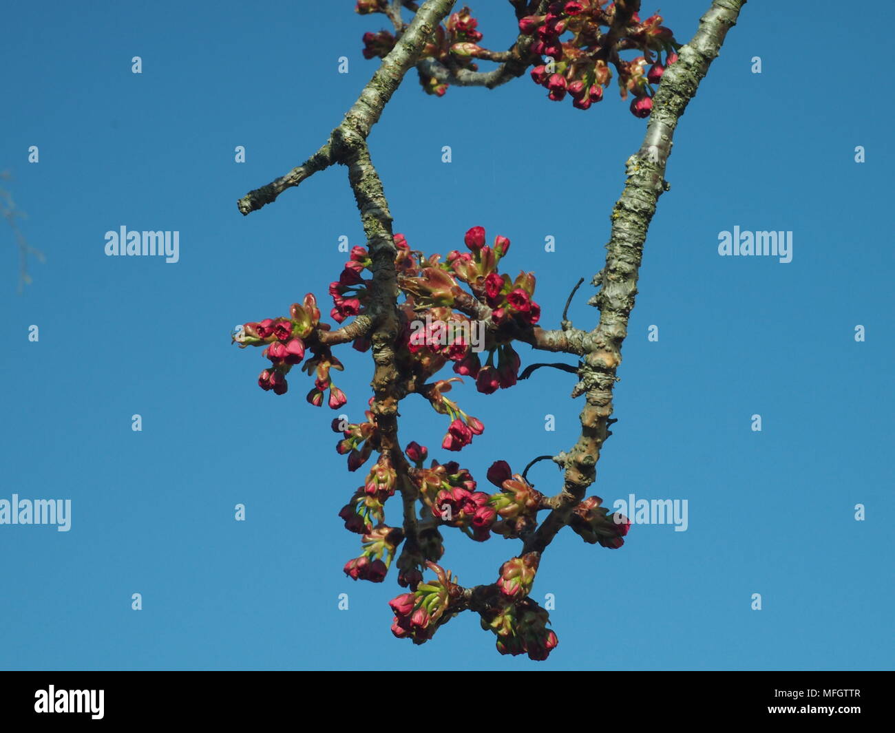 Pink cherry blossom about to burst open in Umbria, Italy Stock Photo ...