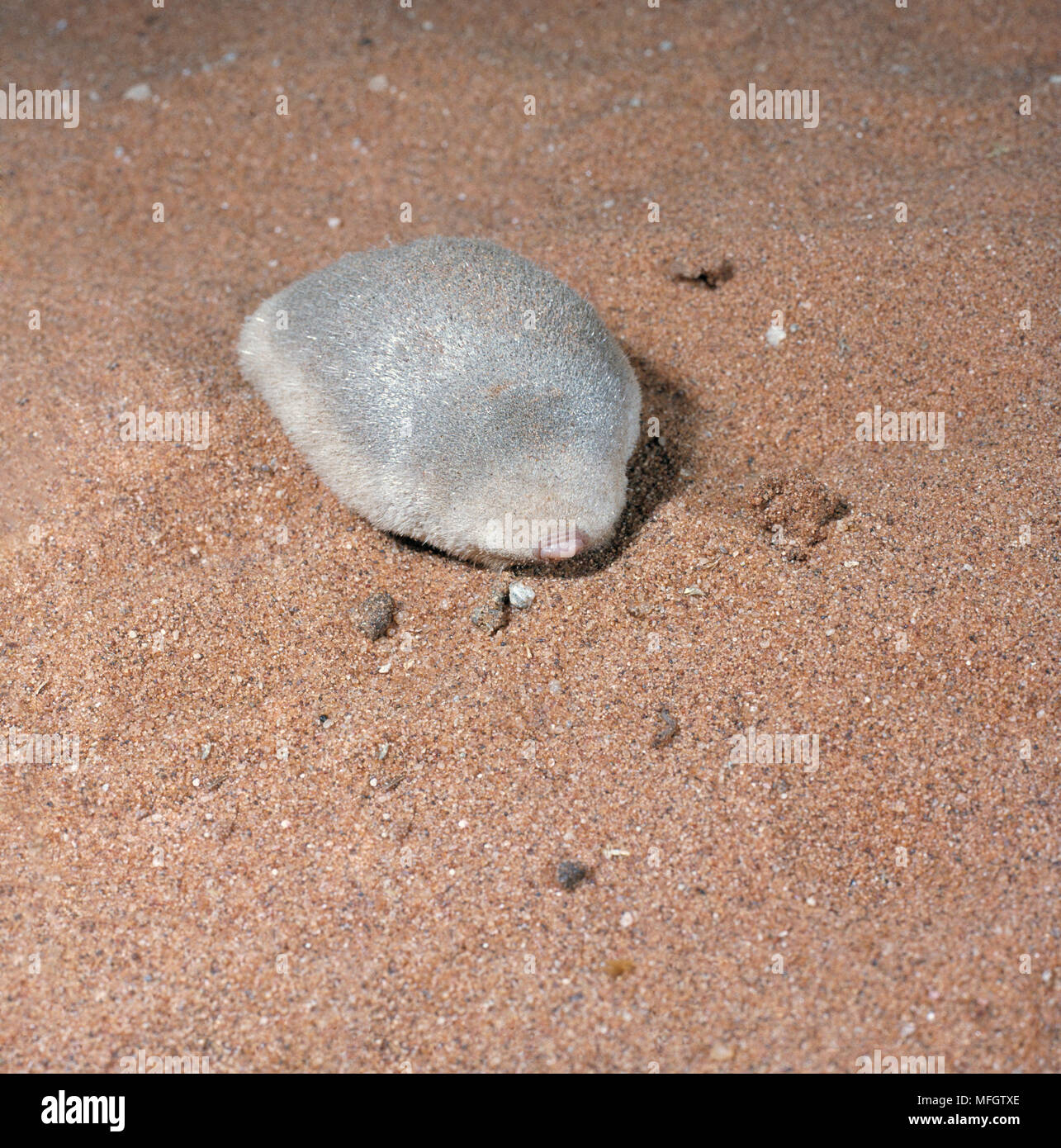 Golden Mole High Resolution Stock Photography And Images Alamy