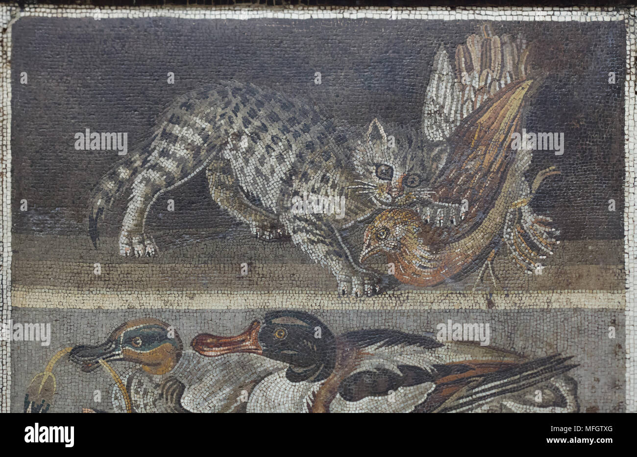 Cat attacking a partridge depicted in the Roman mosaic from the Casa del Fauno (House of the Faun) in Pompeii, now on display in the National Archaeological Museum (Museo Archeologico Nazionale di Napoli) in Naples, Campania, Italy. Stock Photo