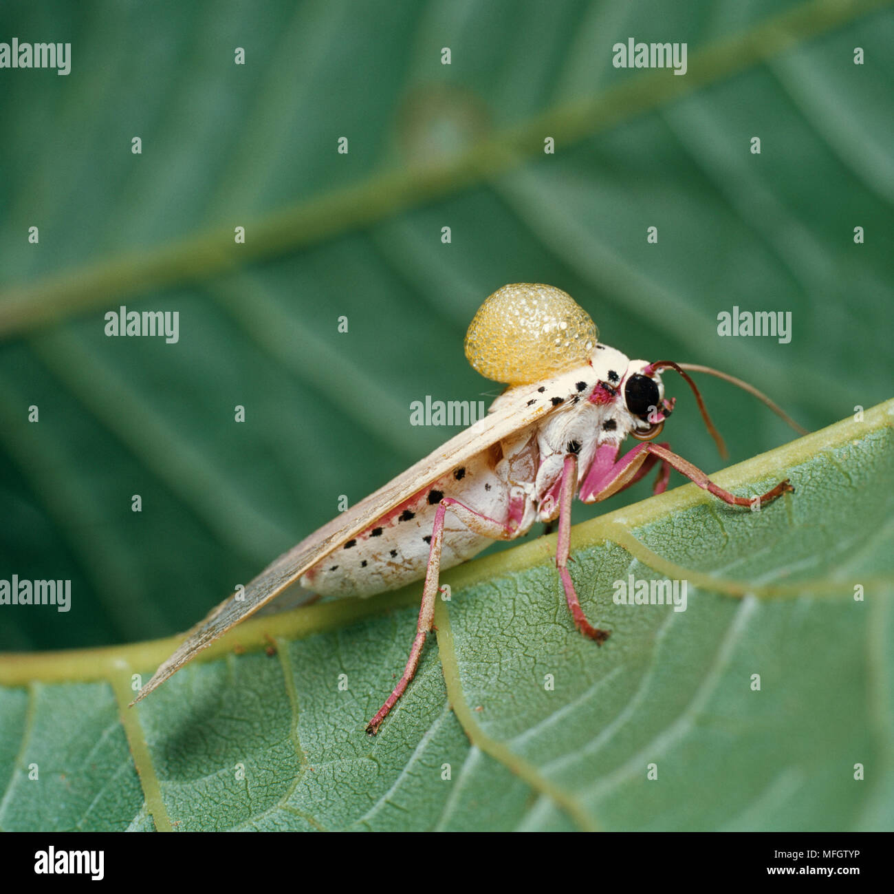BAUER'S FROTHER MOTH Amerila bauri with foulsmelling froth from