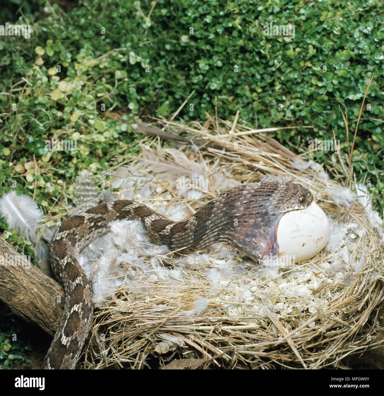 AFRICAN EGG-EATER SNAKE Dasypeltis scabra  eating egg  South Africa  Sequence: No.1 of 3 Stock Photo