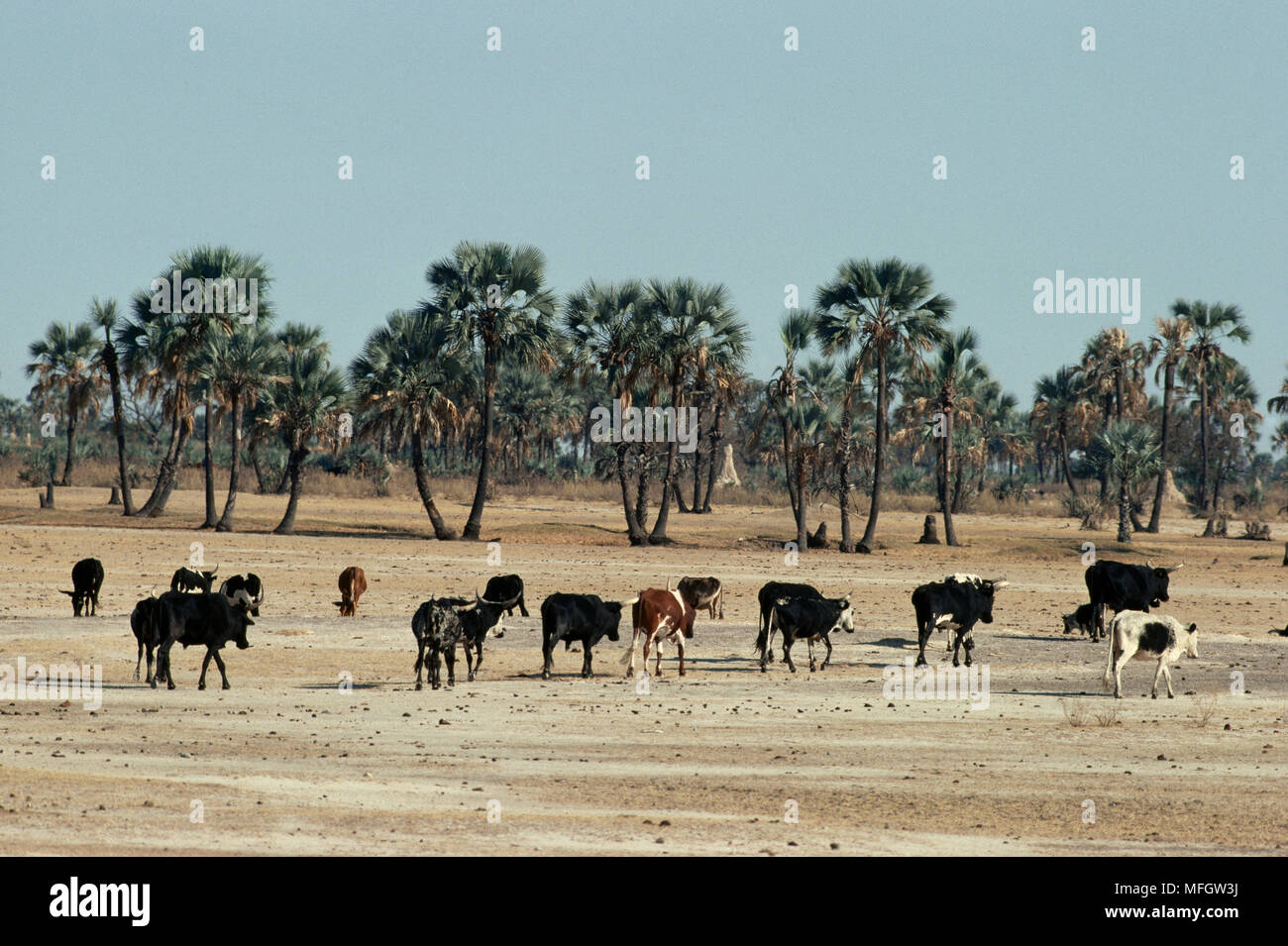 CATTLE IN OVERGRAZED GRASSLAND  Ovamboland, Namibia Stock Photo