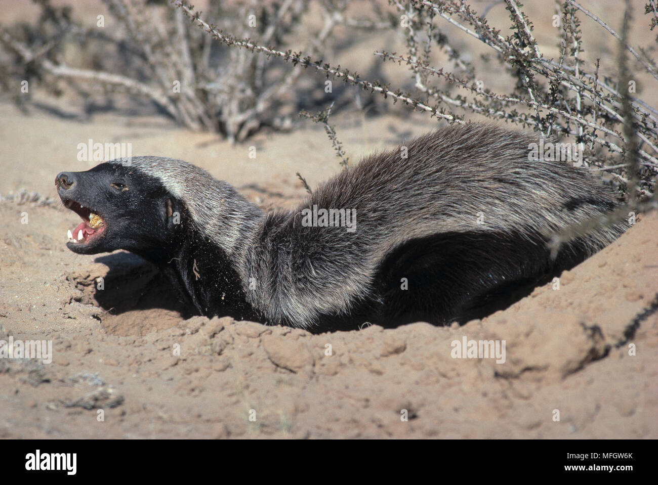 Honey badger (mellivora capensis),. Медоед. Медоед хони. Черный медоед. Африканский барсук медоед.