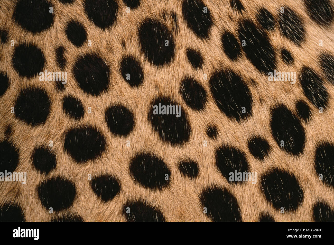 CHEETAH fur detail  Acinonyx jubatus  Loskop Sanctuary ,East Transvaal,  Republic of South Africa Stock Photo