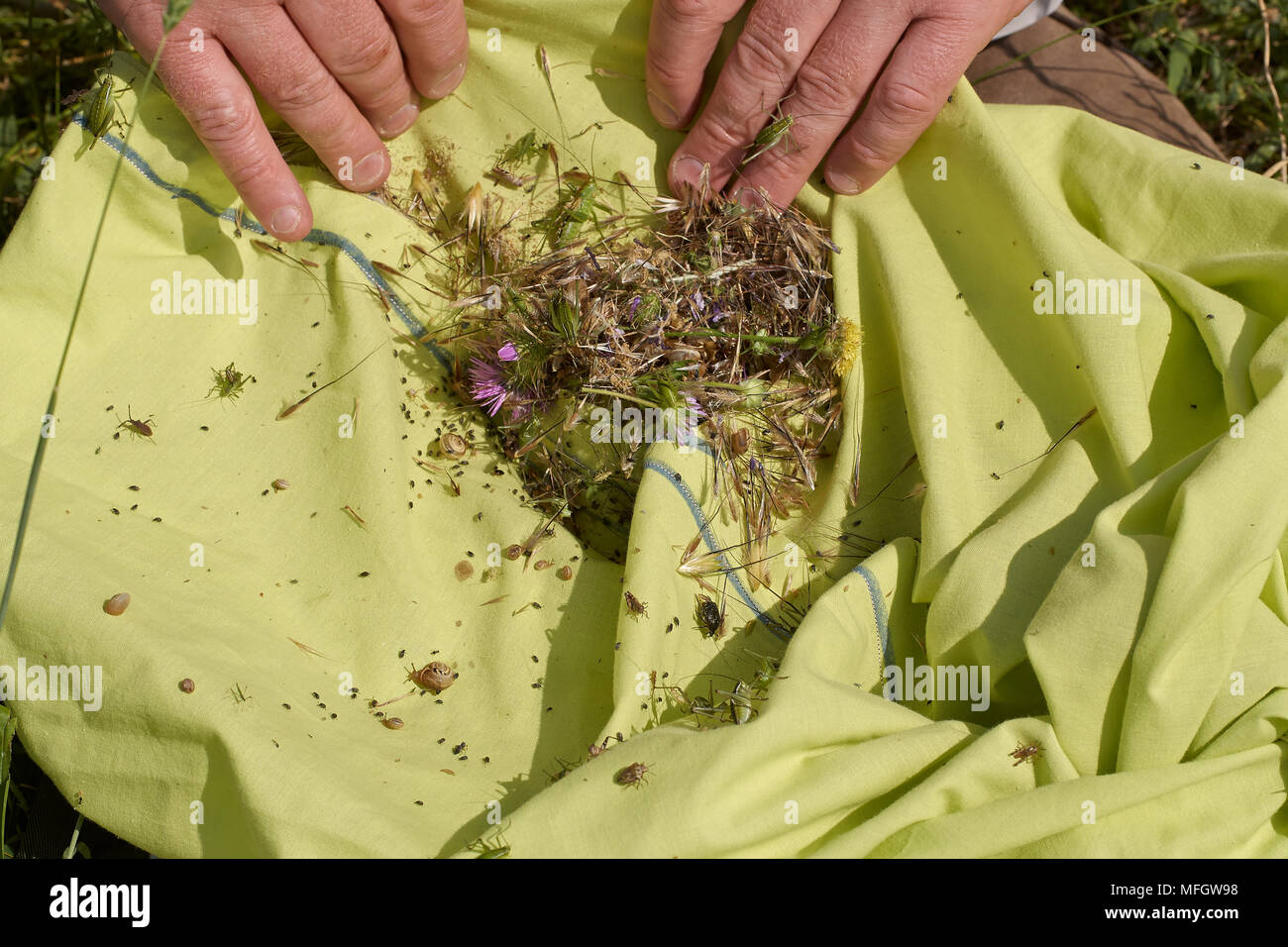 Sweeep Net Sweep nets hi-res stock photography and images - Alamy