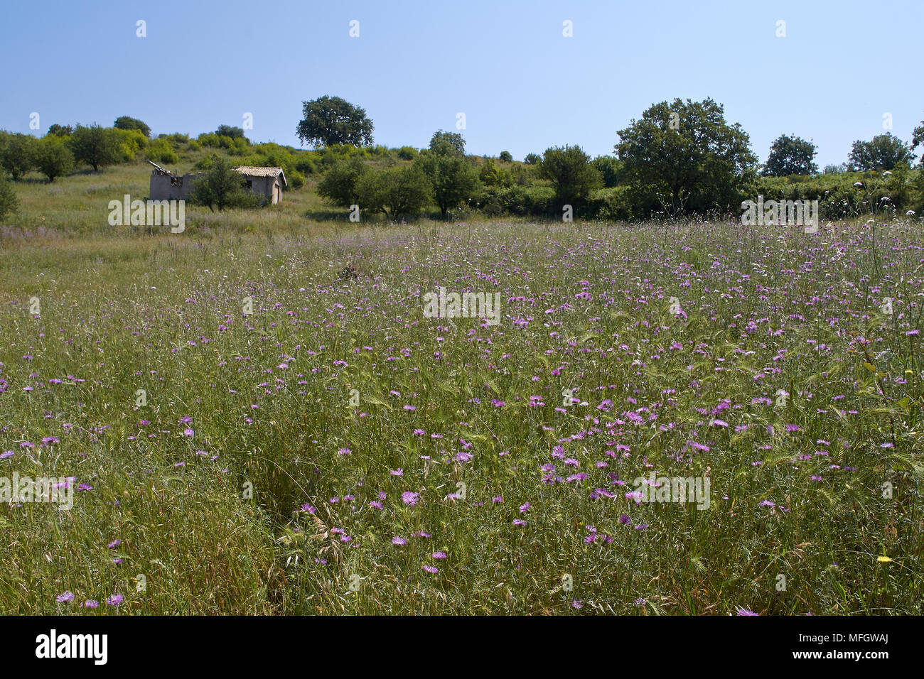 WILDFLOWER MEADOW rich in insect life. North coast of Corfu. The meadow was teeming with bush-crickets, butterflies and insects and spiders of all kin Stock Photo