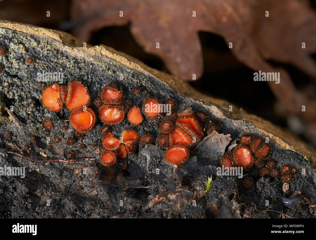 EYELASH FUNGUS (Scutellinia scutellata)   Sussex, Engalnd  Saprobic, on humous-rich damp soil, damp long-dead wood Stock Photo