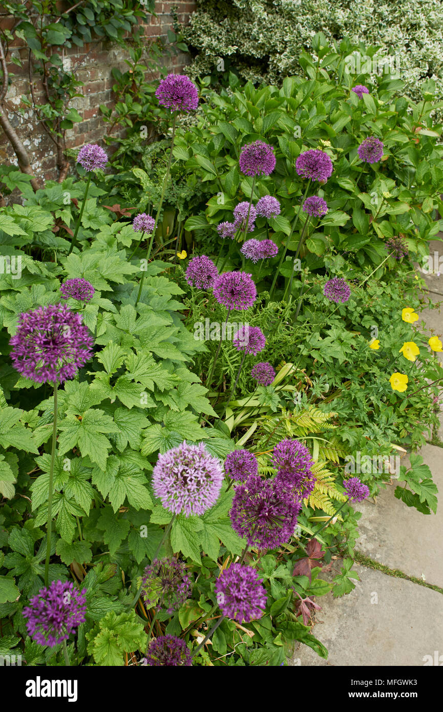 Herbaceous border with Aliums - Great Dixter Stock Photo