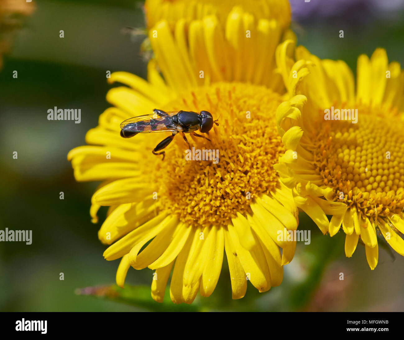 HOVERFLY (Platycheirus sp)  Sussex, England Stock Photo