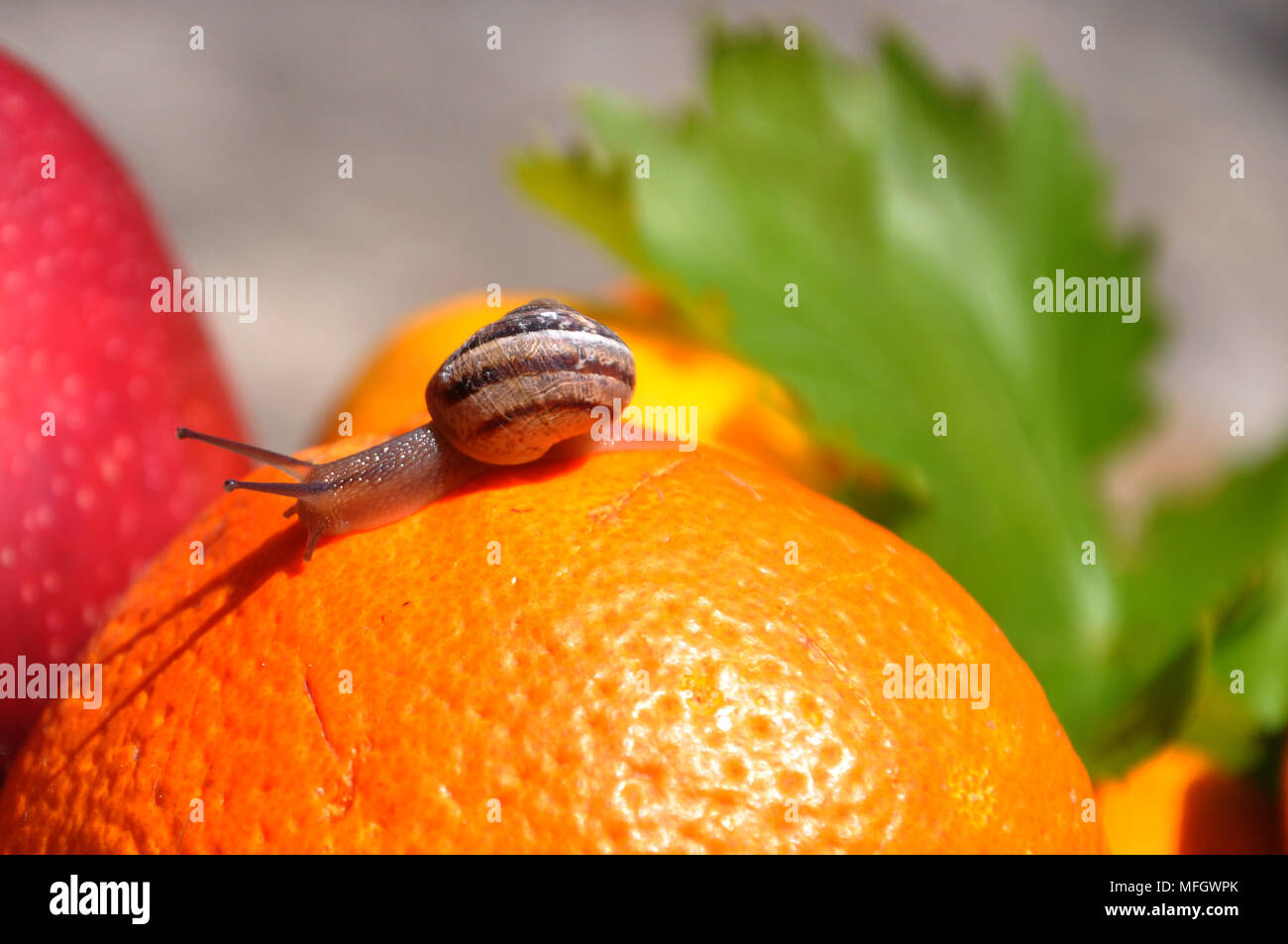 snail on a leaf Stock Photo