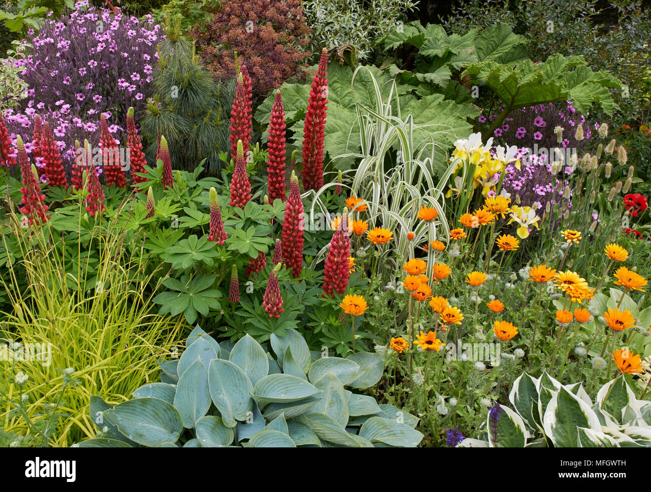 Herbaceous Border with Lupins and Hostas etc Stock Photo - Alamy
