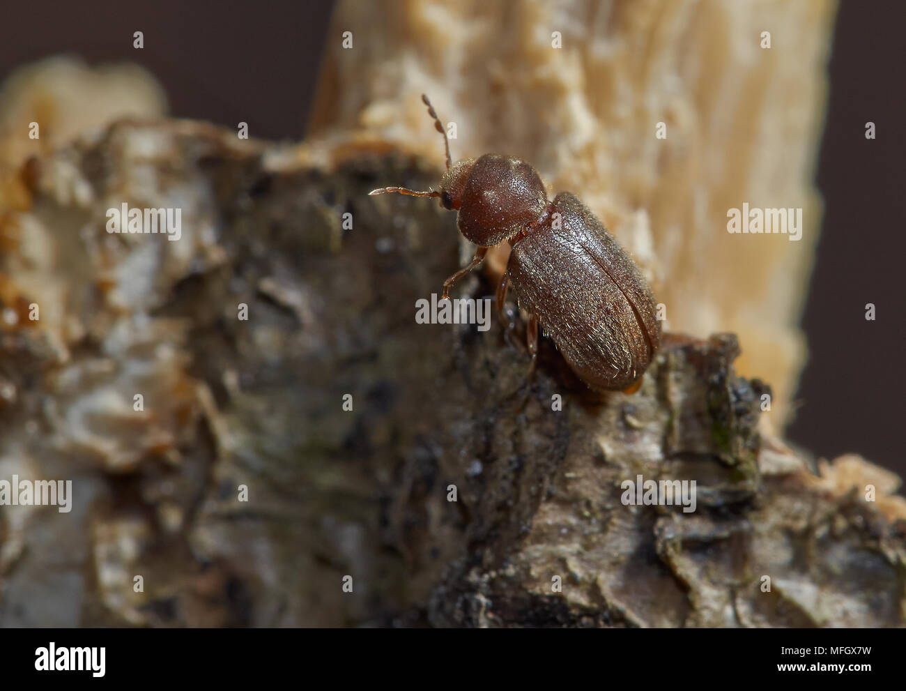 Woodworm Or Common Furniture Beetle Anobium Punctatum Sussex Uk