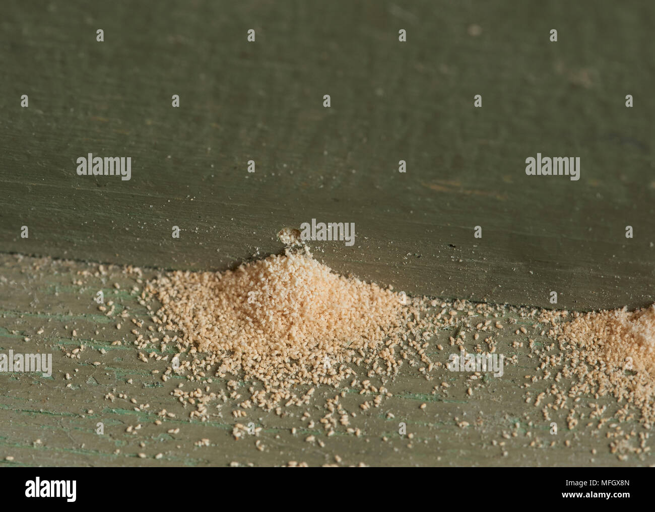Sign of WOODWORM or FURNITURE BEETLE (Anobium punctatum) (note the 1/8