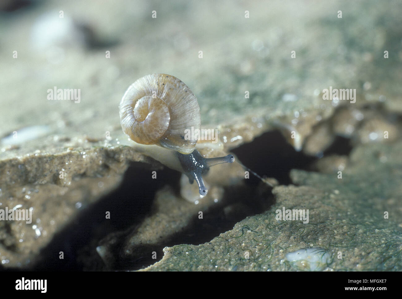 Negev Desert Snails This species lives in deserts in Israel and Egypt