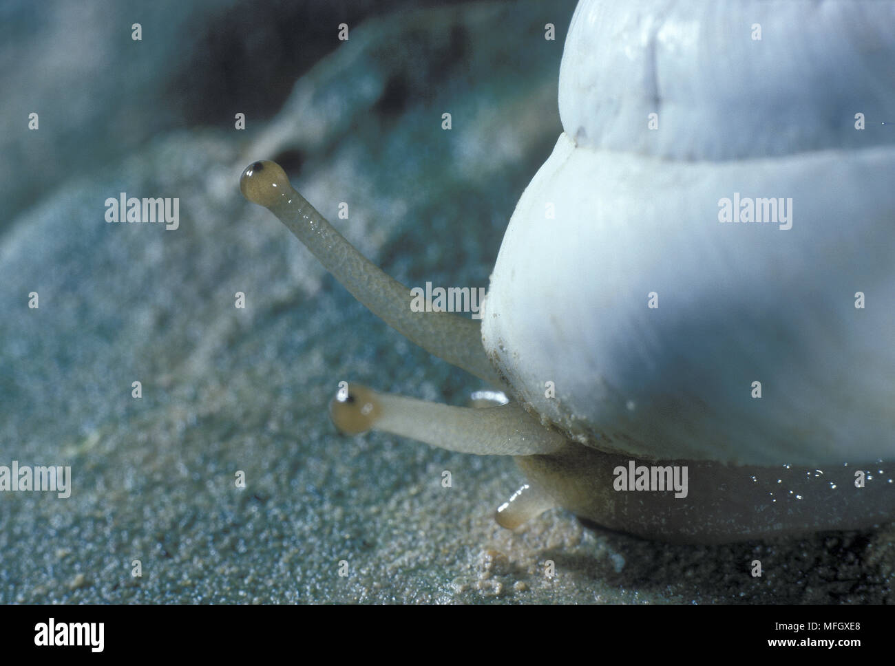 Negev Desert Snails This species lives in deserts in Israel and Egypt