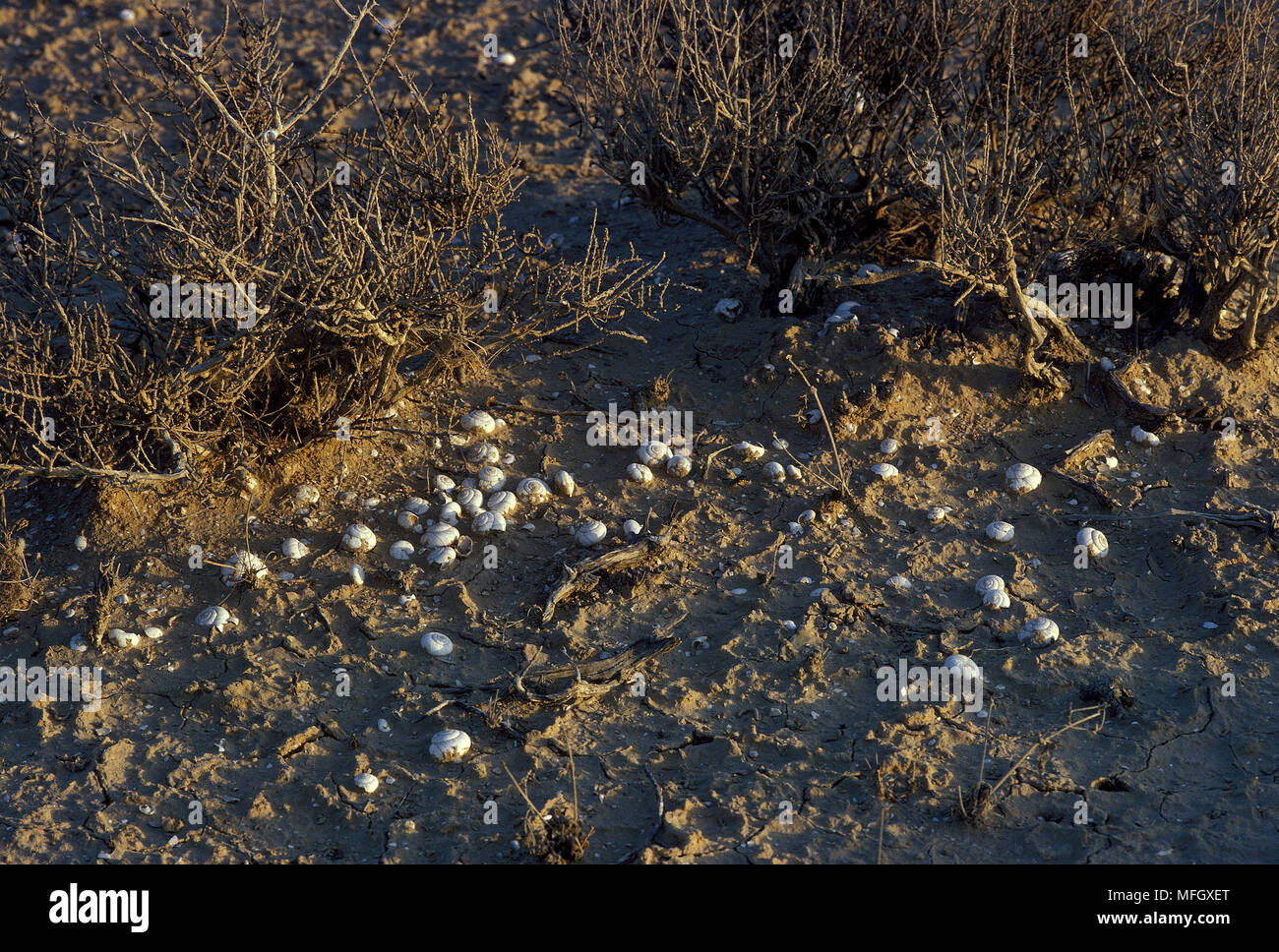Negev Desert Snails This species lives in deserts in Israel and Egypt
