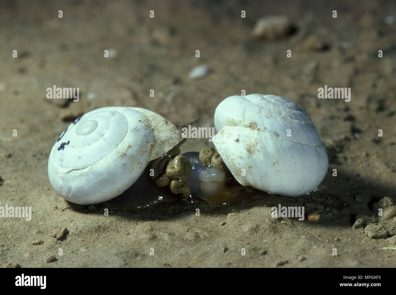 Negev Desert Snails This species lives in deserts in Israel and Egypt
