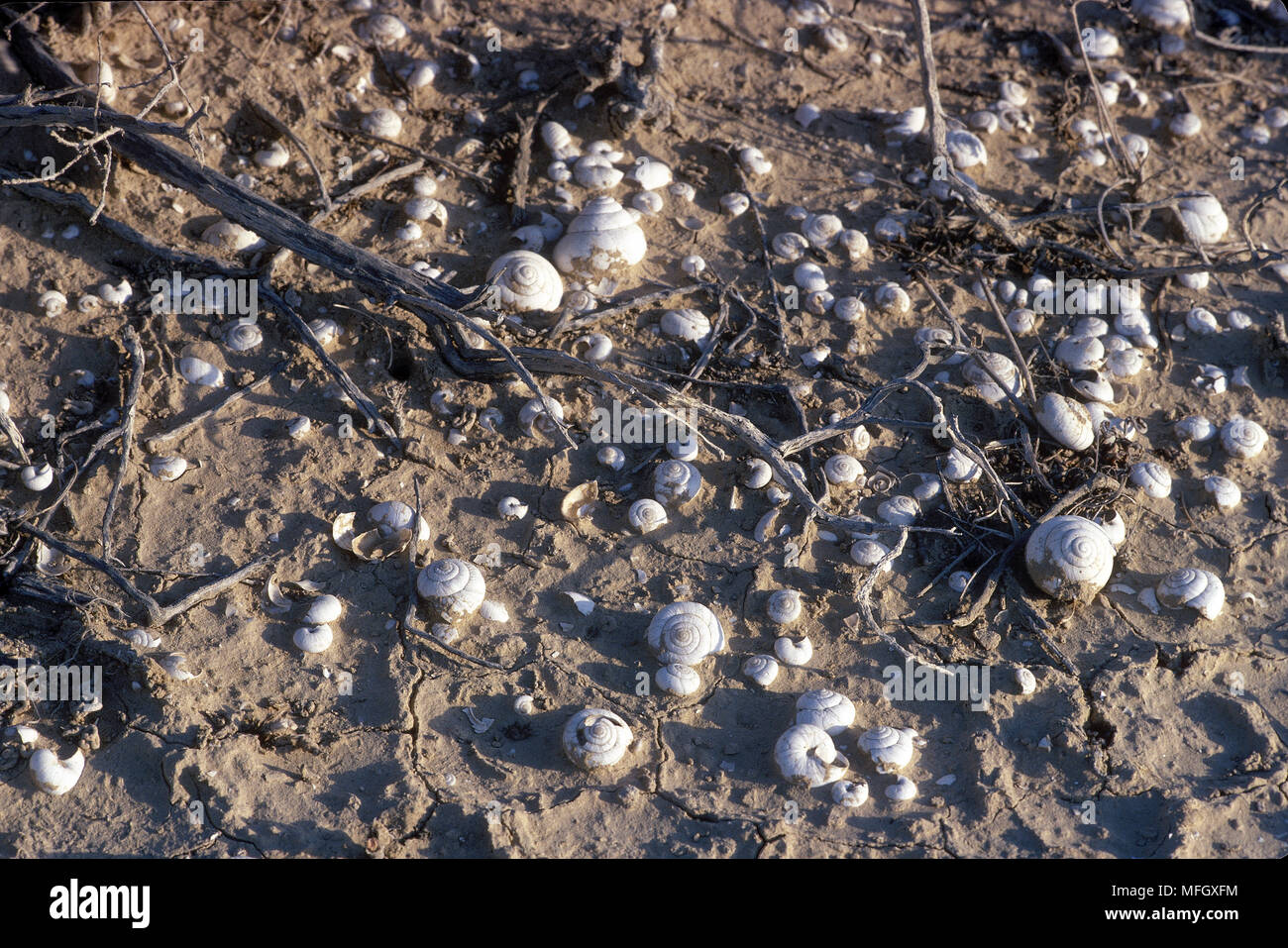 Negev Desert Snails This species lives in deserts in Israel and Egypt
