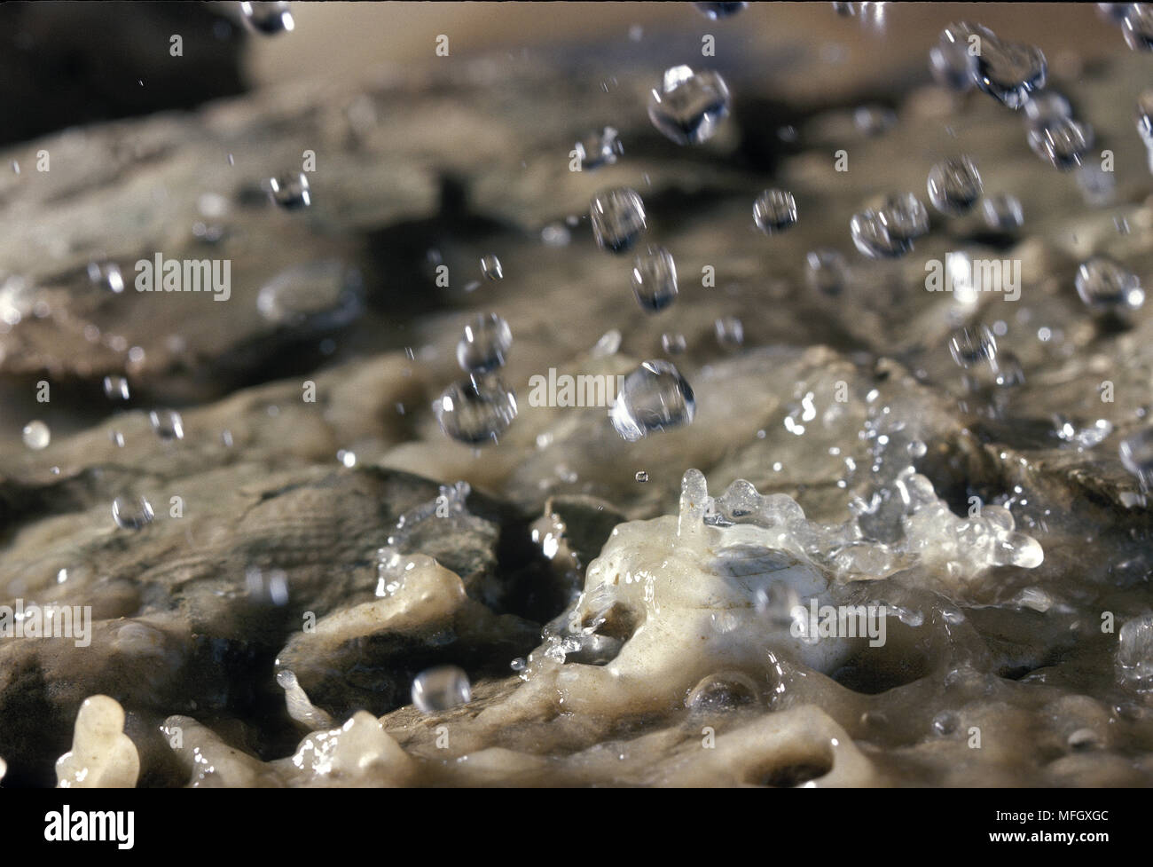 Negev Desert Snails This species lives in deserts in Israel and Egypt