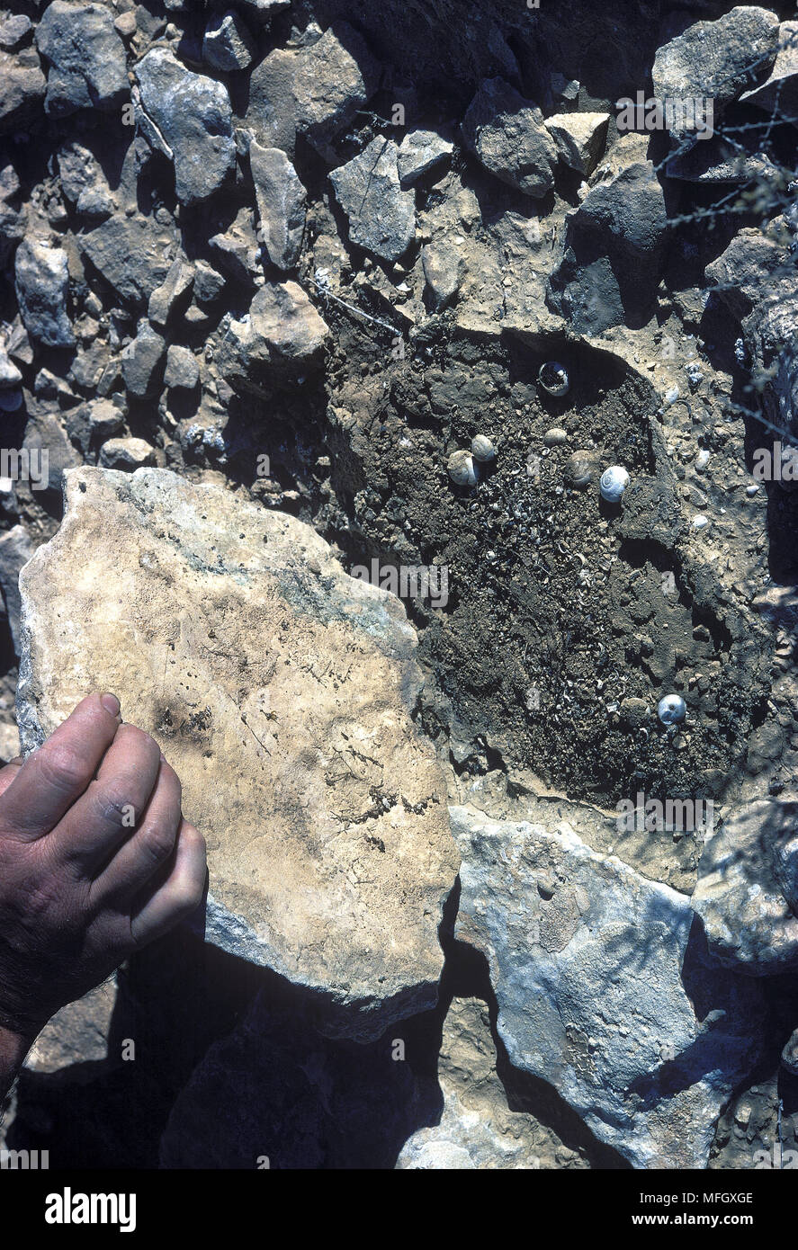 Negev Desert Snails This species lives in deserts in Israel and Egypt