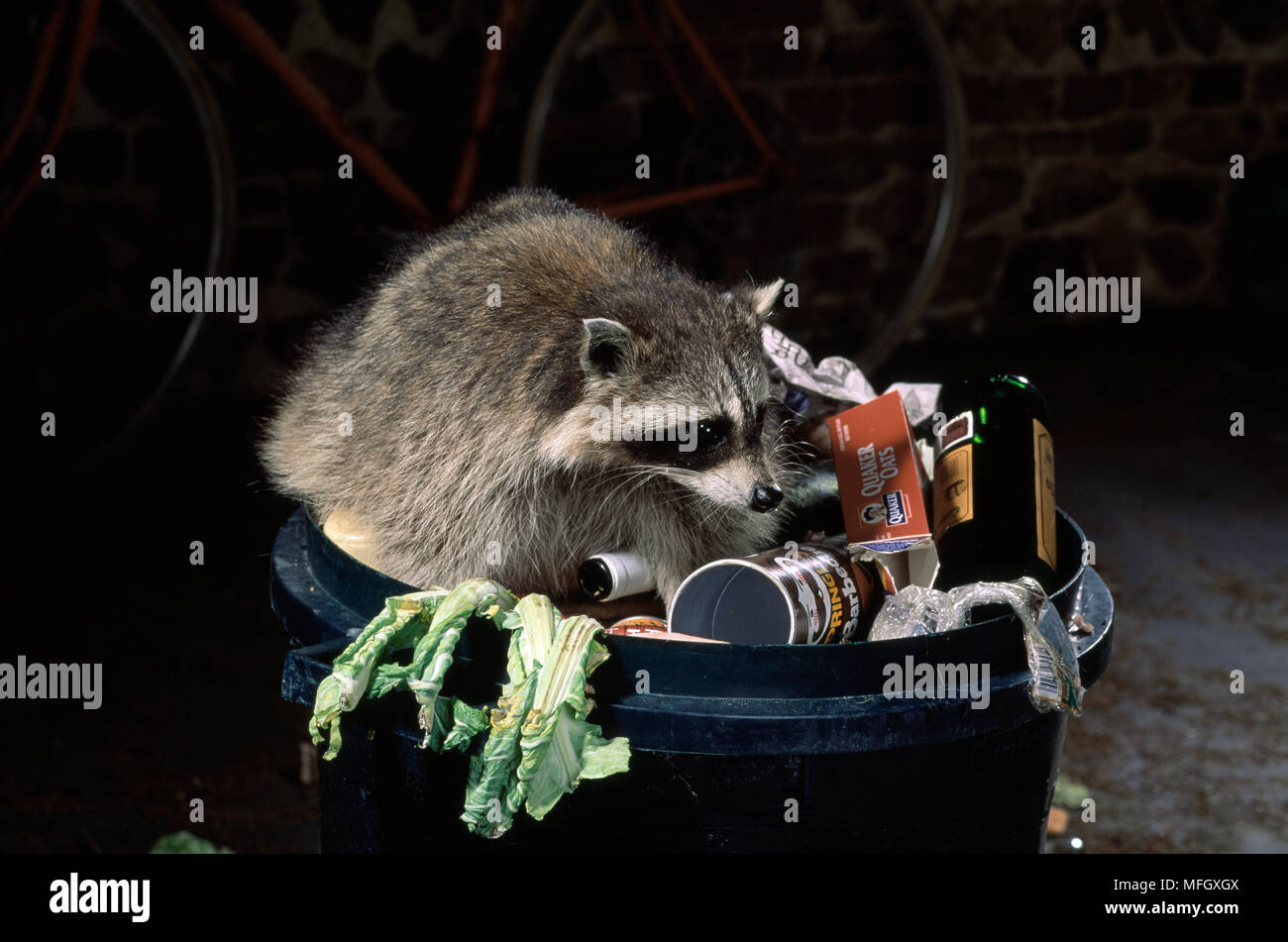 RACCOON (Procyon lotor) scavenging at bin at night Stock Photo Alamy
