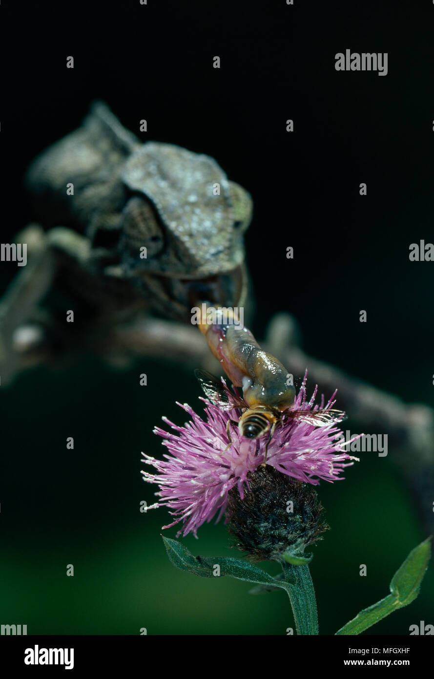 MEDITERRANEAN CHAMELEON  Chamaeleo chamaeleon  catching insect with tongue Stock Photo