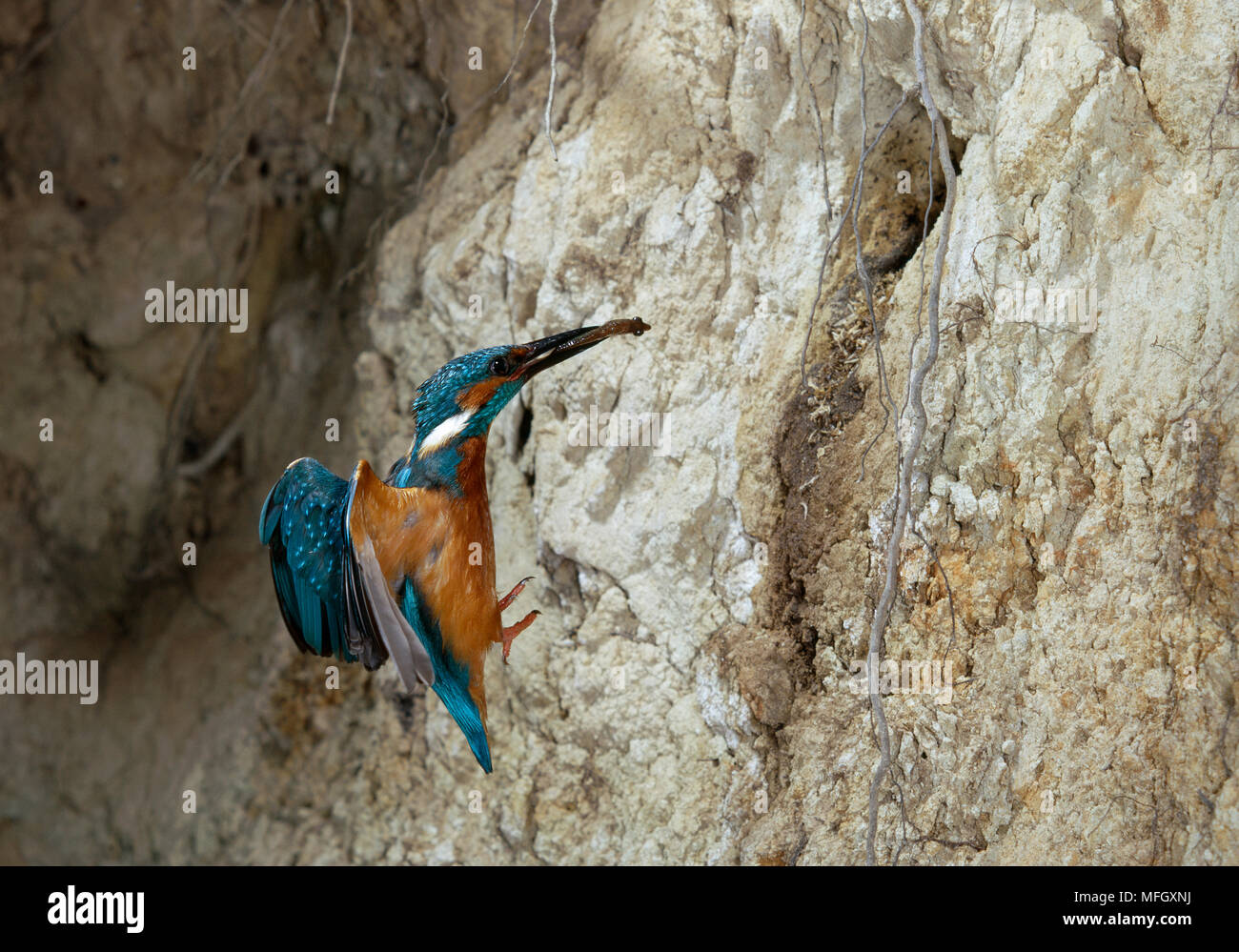 KINGFISHER in flight  Alcedo atthis approaching nest with fish prey Stock Photo