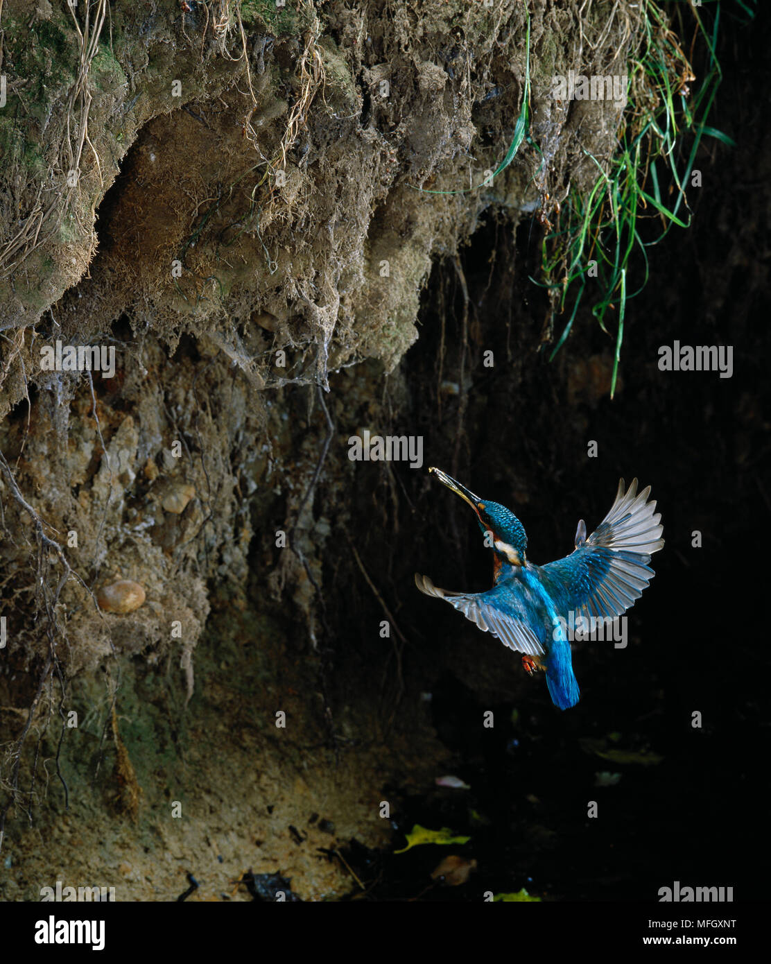 KINGFISHER Alcedo atthis in flight, approaching nest, carrying fish prey in beak Stock Photo