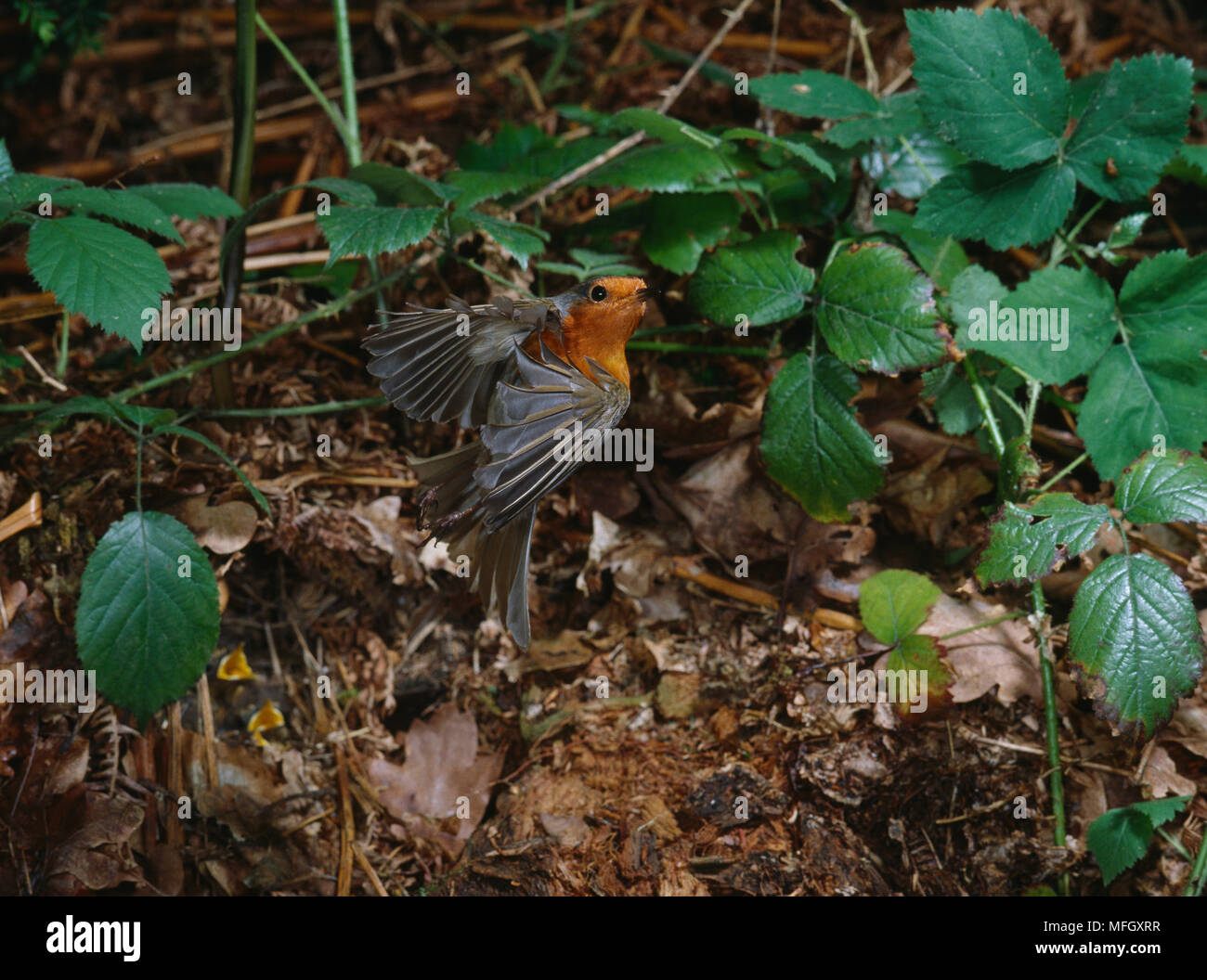 ROBIN in flight Erithacus rubecula Stock Photo - Alamy