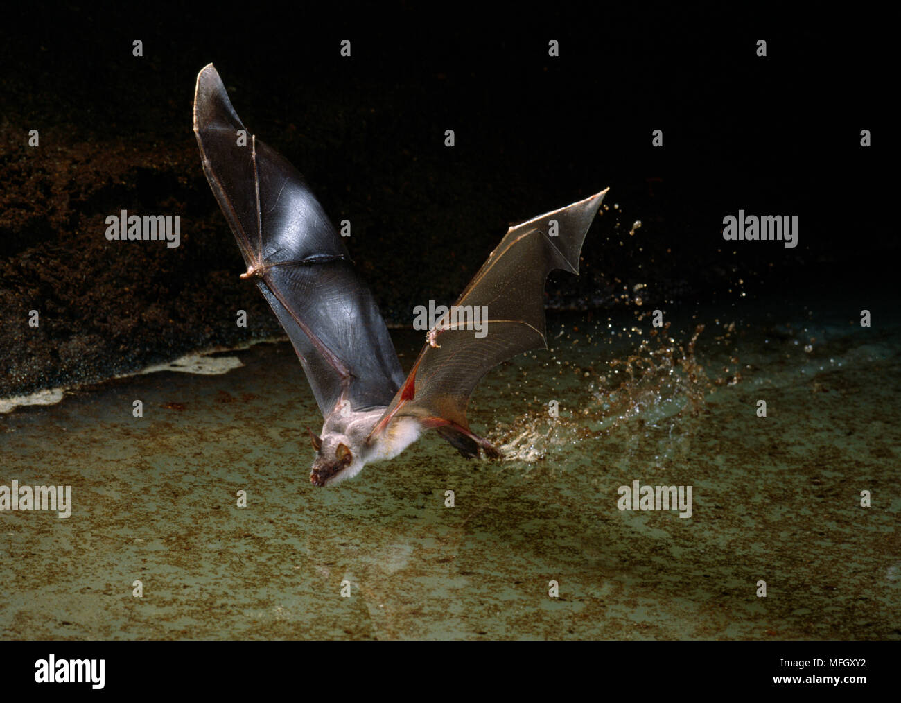 FISHING BAT in flight over water  Noctilio leporinus Stock Photo