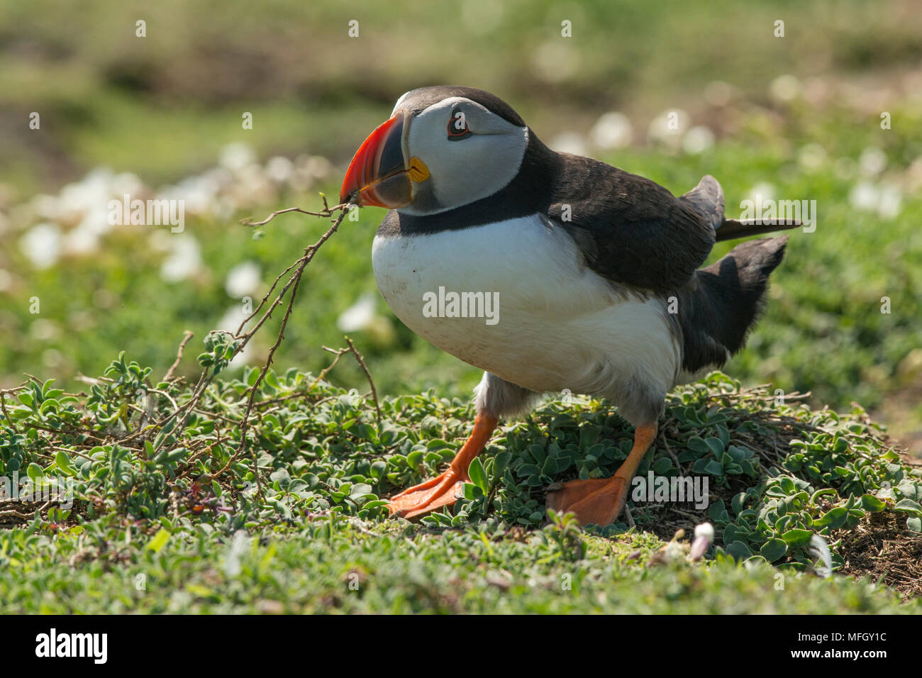 Puffin collecting nest material after heavy rain on Skomer Island, Wales, United Kingdom, Europe Stock Photo