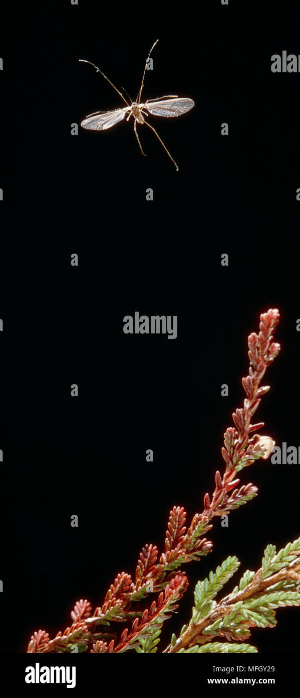 Winter gnat hires stock photography and images Alamy