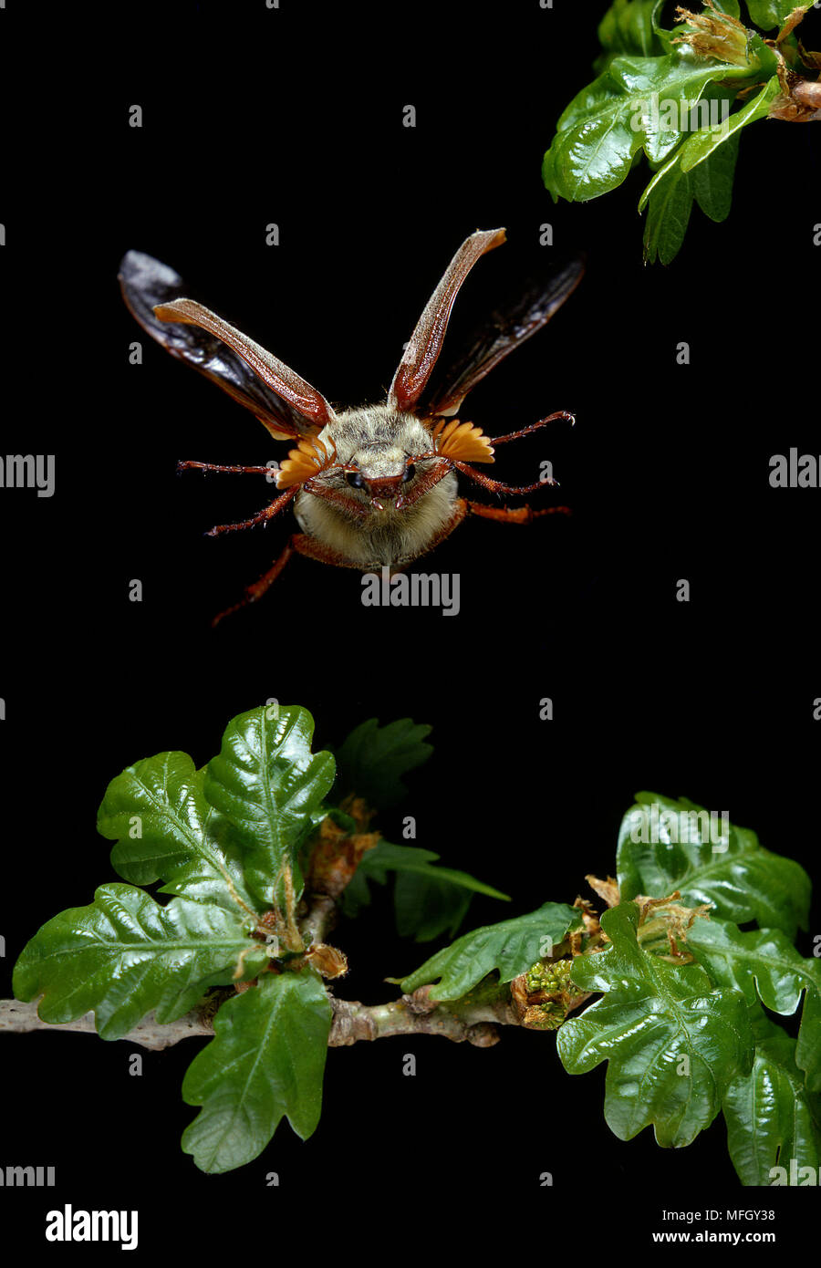COCKCHAFER or MAYBUG Melolontha melolontha in flight Stock Photo