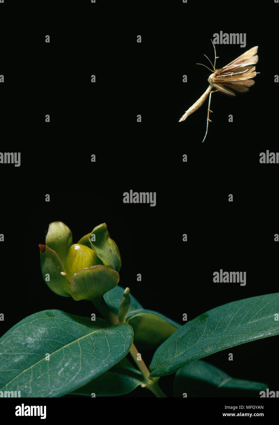 Plume moth platyptilia pallidactyla hi-res stock photography and images ...