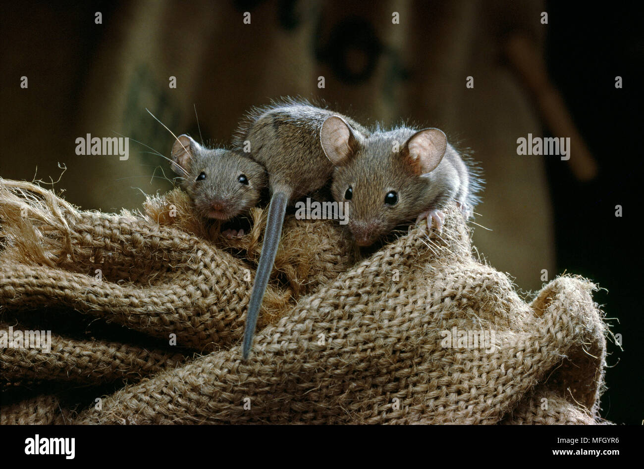 HOUSE MOUSE  Mus musculus three juveniles on sacking Stock Photo