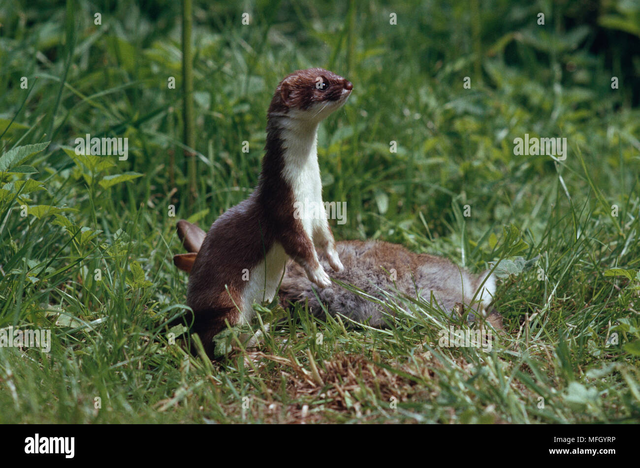 STOAT on lookout  Mustela erminea close to rabbit prey Stock Photo