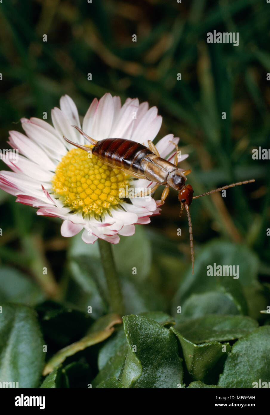 COMMON EARWIG  on Daisy  Forficula auricularia  Secret Life of a Garden bookplate Stock Photo