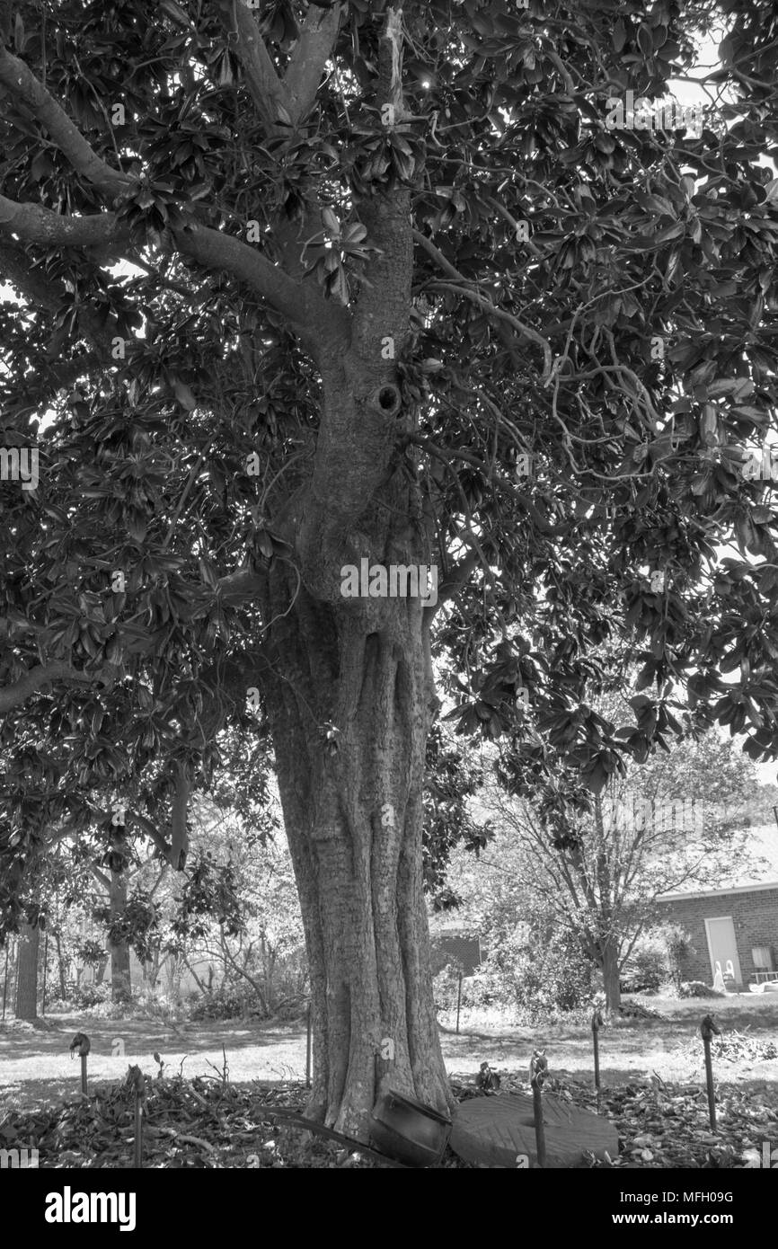 Ferry Plantation House in Virginia History Stock Photo Alamy