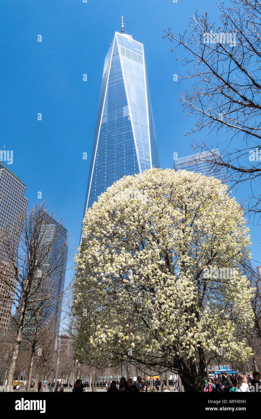 The 9/11 “Survivor Tree” in bloom 🌸🌸 - In Memoriam Sept 11