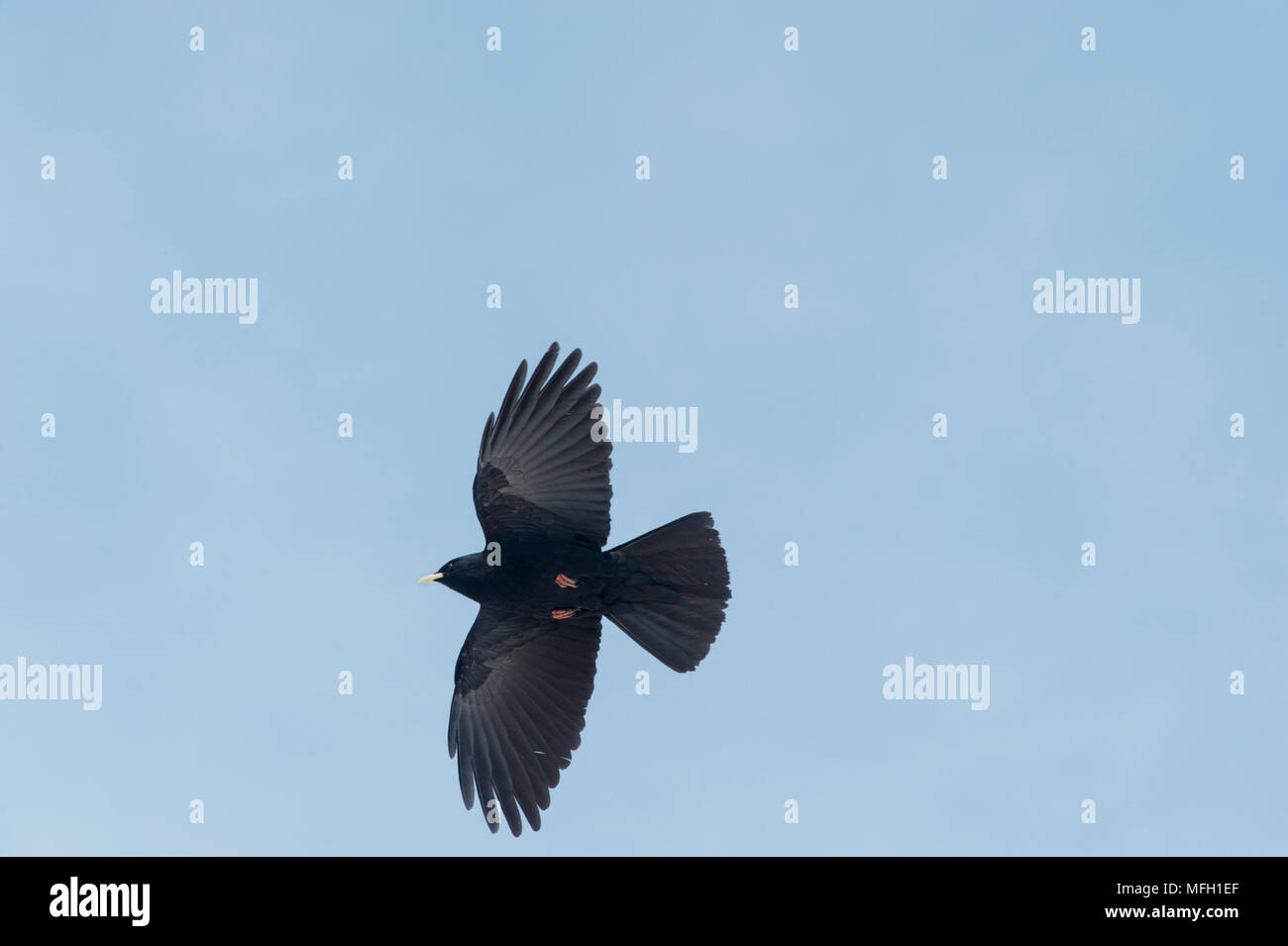 A pair of Alpine Chough or Yellow-Billed Chough, (Pyrrhocorax graculus), Bavaria, German Alps Stock Photo