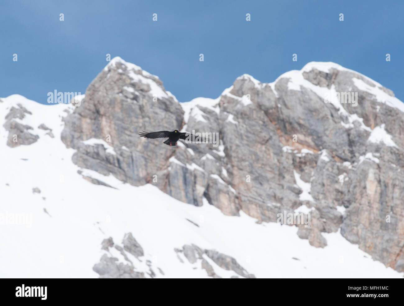 Alpine Chough or Yellow-Billed Chough, (Pyrrhocorax graculus),in flight, Bavaria, German and Austrian Alps Stock Photo