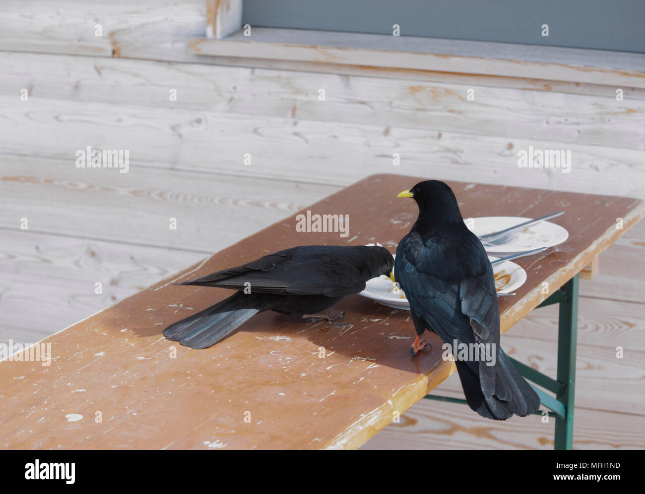 A pair of Alpine Chough or Yellow-Billed Chough, (Pyrrhocorax graculus), feed on food scraps in a ski resort, Bavaria, in German and Austrian Alps Stock Photo