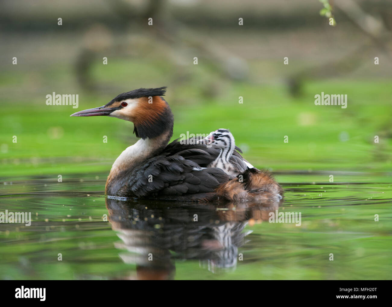 Great Crested Grebe, (Podiceps cristatus), parent bird carrying a single chick on its back, Regents Park, London, Briitish Isles, UK Stock Photo