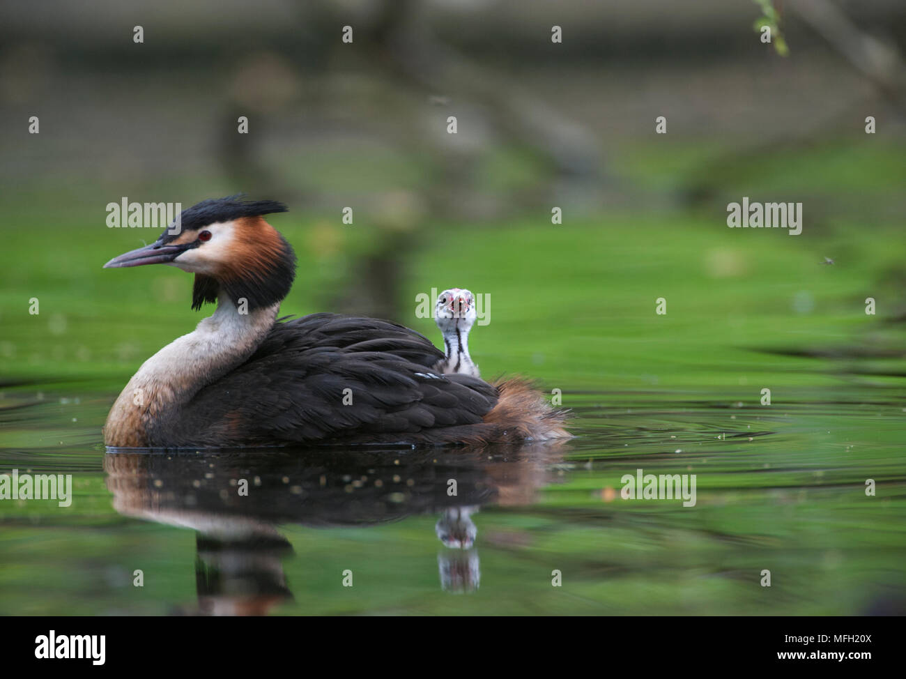 Great Crested Grebe, (Podiceps cristatus), parent bird carrying a single chick on its back, Regents Park, London, Briitish Isles, UK Stock Photo
